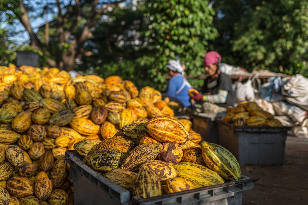 Oogst van cacaobonen. Het IMVO Convenant Voedingsmiddelen is opgezet om bij te dragen aan het verminderen van negatieve impact op mens en milieu in productieketens.  - Foto: Canva/narong27