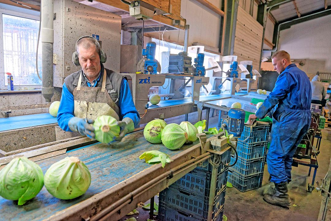 Volgens plan leverde Patrick van Benschop in Waarland in week 29 zijn laatste bewaarkool voor mooie prijzen van 80 à 90 cent per kilo. - Foto: Lex Salverda