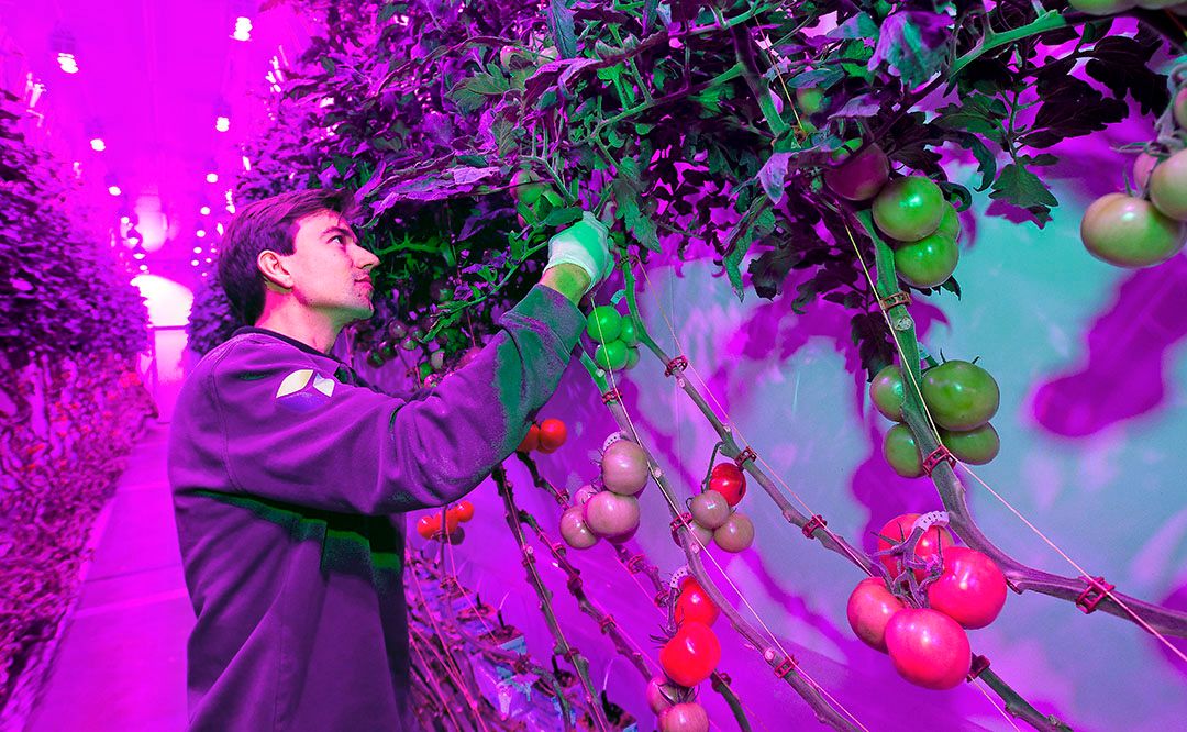 ehalve bladgewassen teelt Plantlab ook vruchtgroente daglichtloos onder led. -Foto: Romke Spierdijk