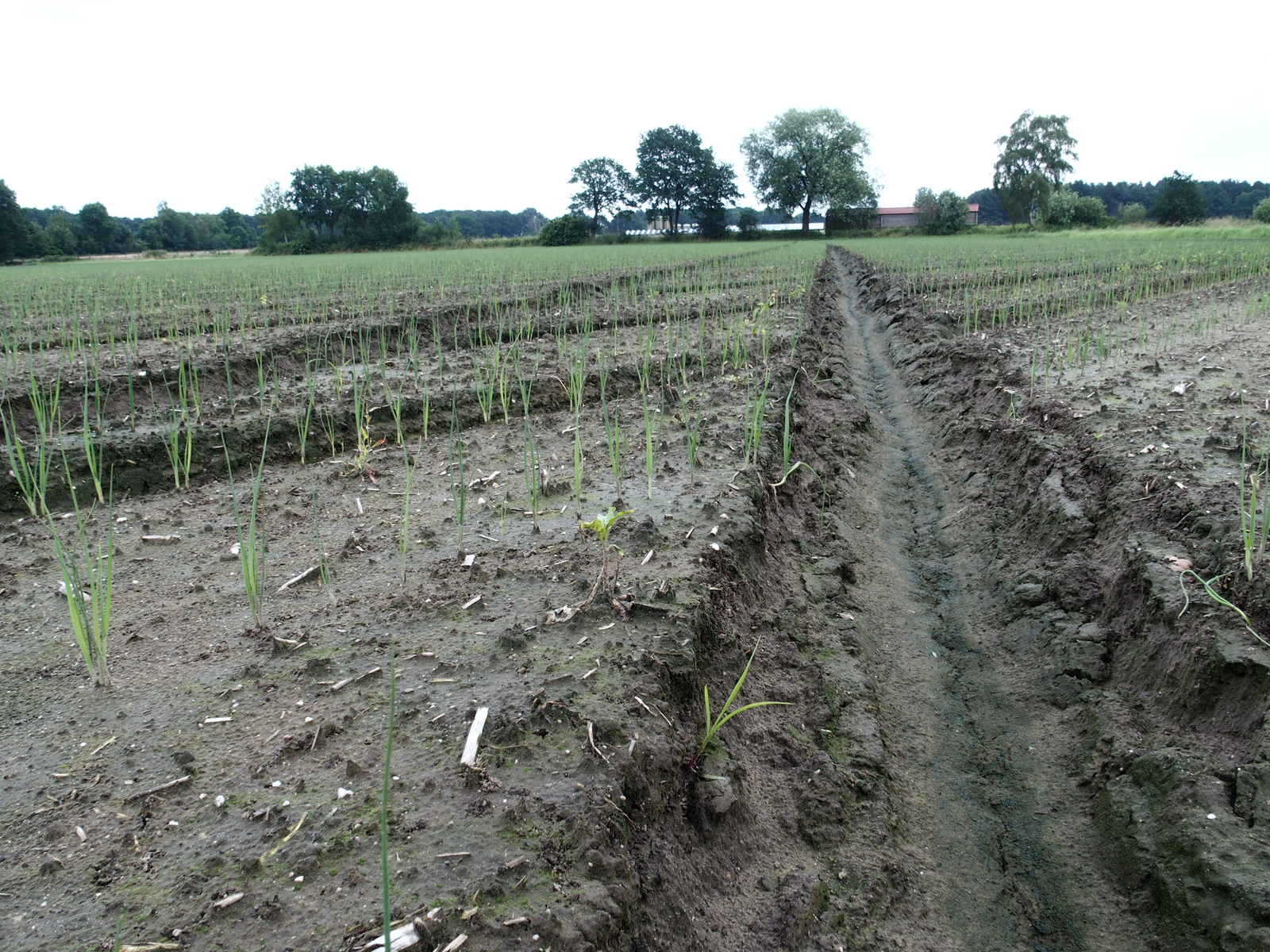 De gevolgen van de wateroverlast gaan zich in de komende weken openbaren (foto: Stan Verstegen).
