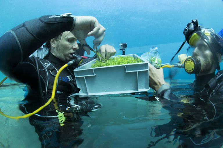 Nemo's Garden is een Italiaans onderzoeksproject naar de werking van onderwaterteelt. - foto: ANP