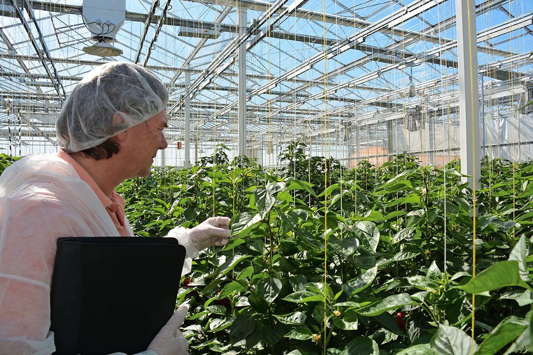 De plantontwikkeling van paprika ziet er beter uit dan voorgaande jaren. - Foto: Peter Visser