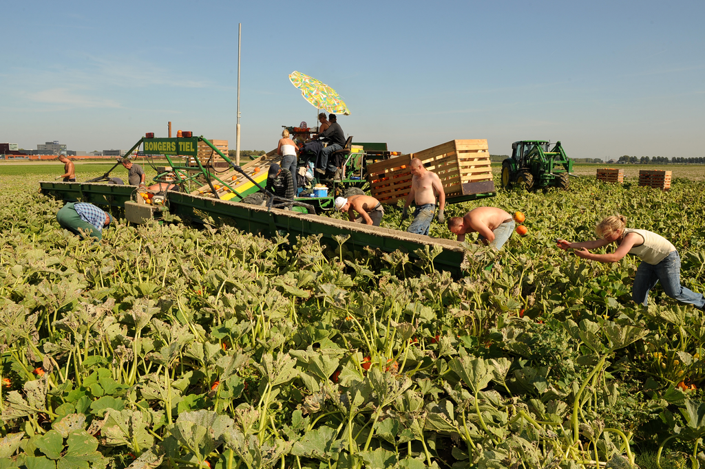 Poolse seizoensarbeiders helpen mee met de oogst van biologisch geteelde pompoenen.</p> <p><em>Foto: Fotopersburo Dijkstra</em>
