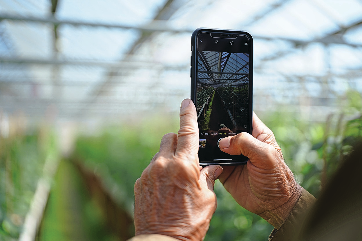 Met de smartphone in de hand laat de tuinder via eigen kanalen zien wat er in de kas gebeurt. Foto: Deze afbeelding is met behulp van AI gemaakt (Reve.art)