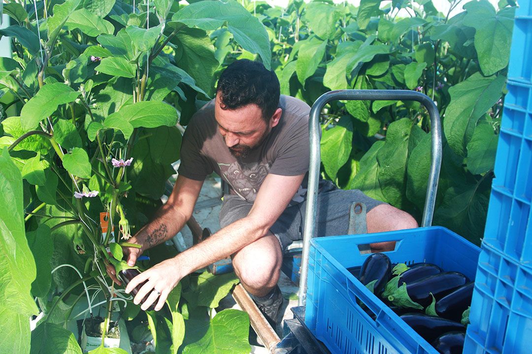 Oogst van aubergines. Foto: Harry Stijger