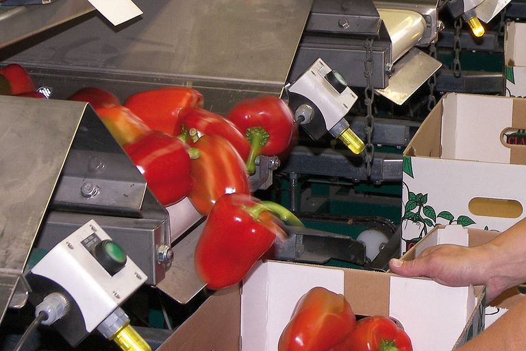 Sorteren van rode paprika. - Foto: Groenten & Fruit