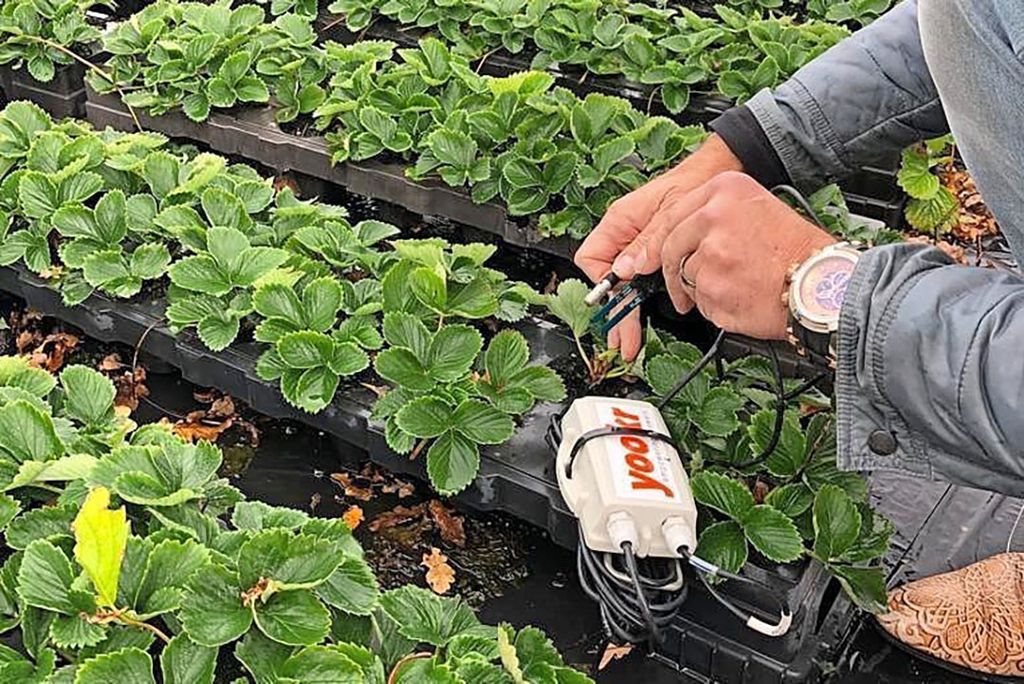 De on-site meettechnologie biedt telers van groente en fruit de mogelijkheid om met teelttechnieken te sturen op het duurzaam en stabiel verhogen van het vitaminegehalte in gewassen. - Foto: Brightlands Campus Greenport Venlo