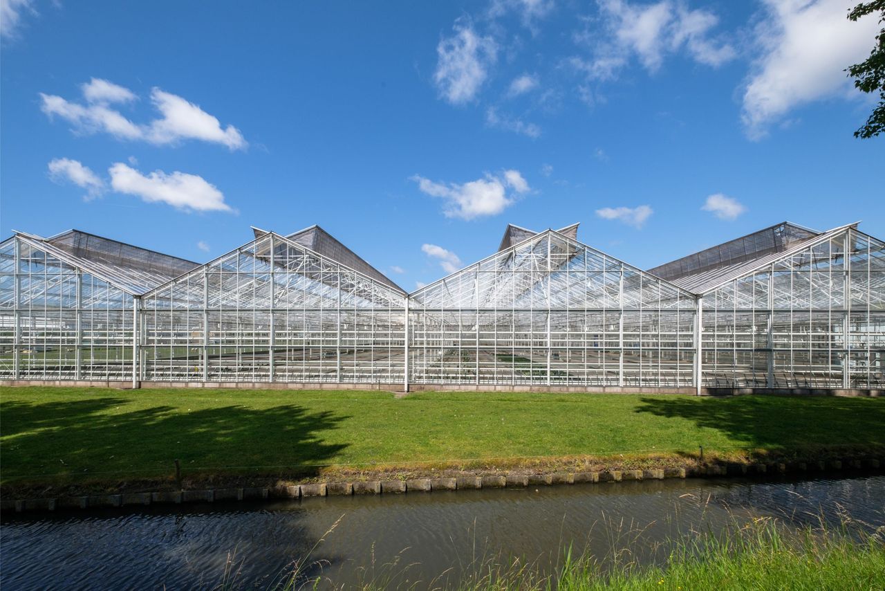 De impactanalyse maakt duidelijk dat de verwachte kosten voor glastuinbouw van ETS II hoog zijn. Foto: Canva