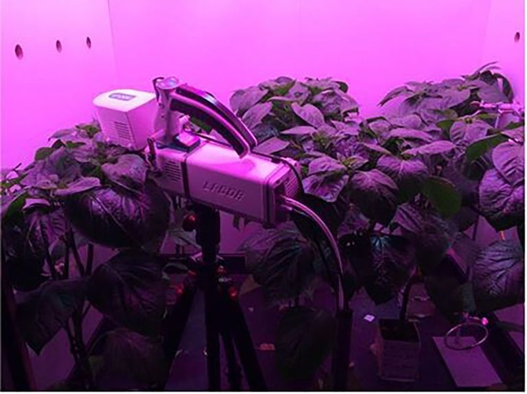 Stomata sensor bij paprika, voor meting huidmondjesopening. - Foto: Plant Lighting