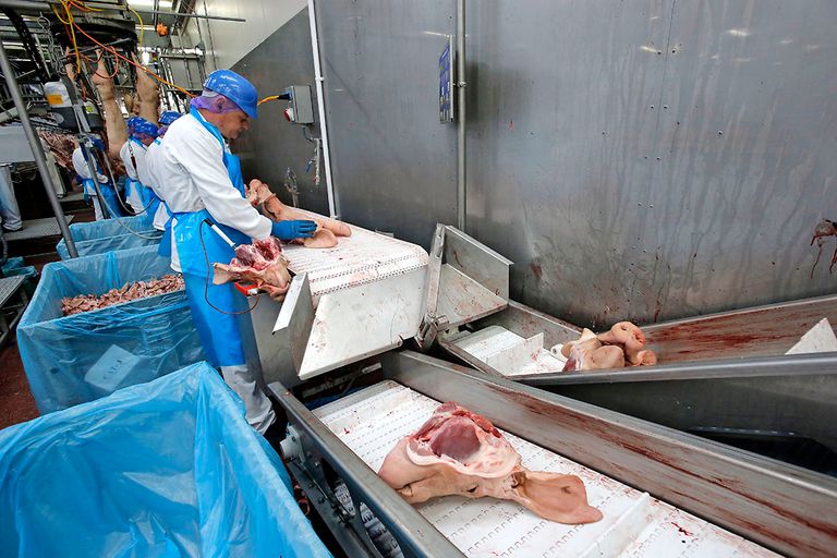 Inpakken van varkensvlees voor export. - Foto: Bert Jansen