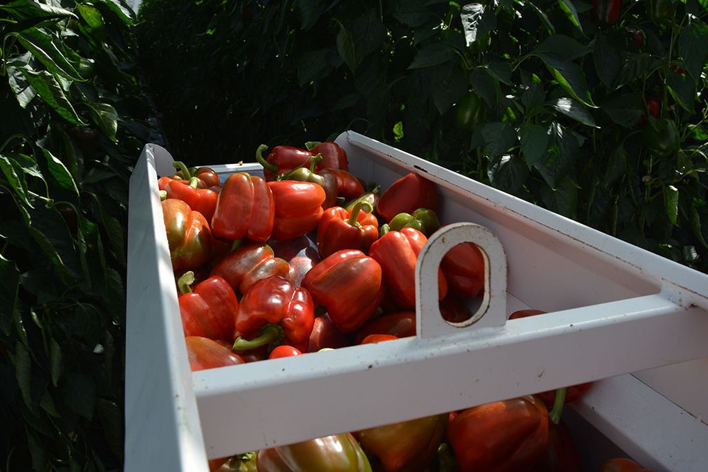 De paprika-export in de VS start laag. - Foto: Peter Visser