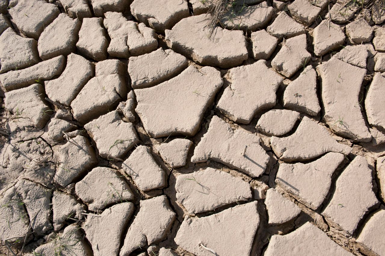 Droogte. - Foto: Mark Pasveer