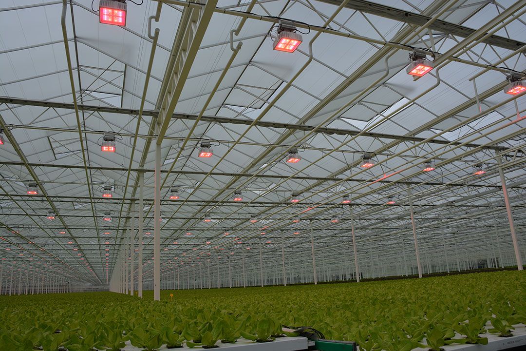 Steeds meer tuinders belichten met led
