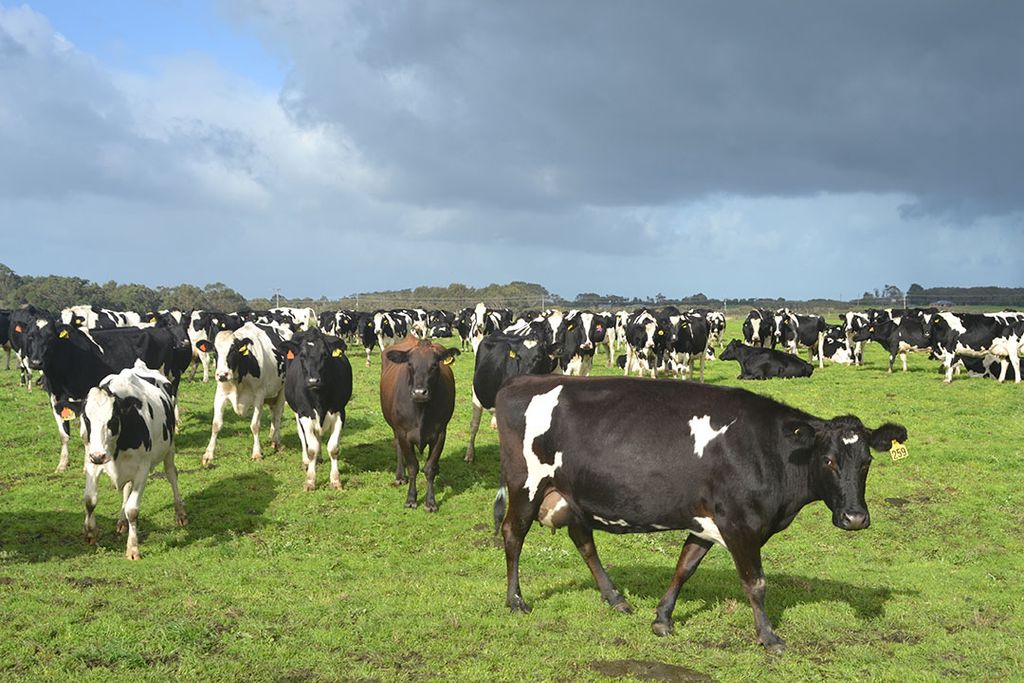 Het Canadese pensioenfonds PSP is ook eigenaar van een aantal melkveebedrijven in Nieuw-Zeeland en nam recent een aandeel van 24,9% in de grootste aandeelhouder van Fonterra, Dairy Holdings. Foto: René Groeneveld