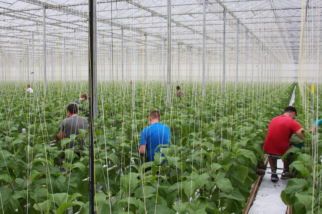 Van Onselen Aubergines. - Foto: Harry Stijger