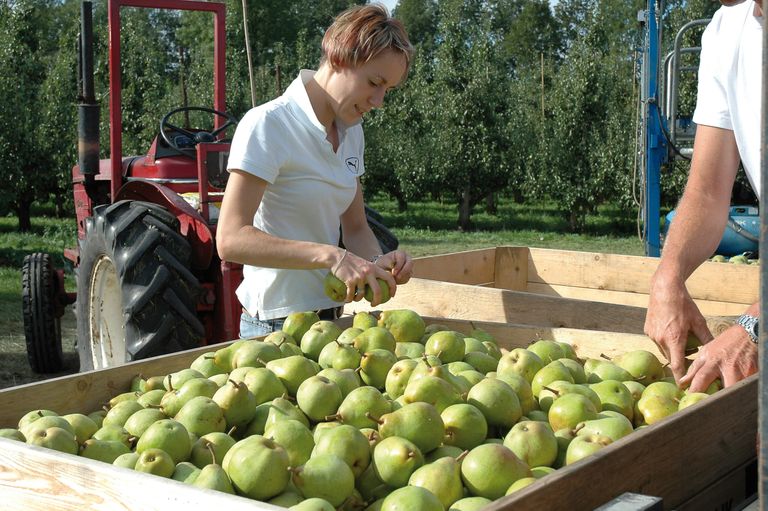 Foto: Groenten&Fruit