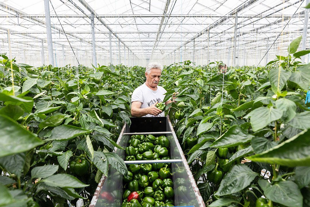 Paprika oogsten bij Arie Jongeleen in Dongen.