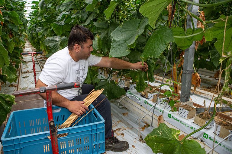 Medewerker komkommerkwekerij verwijdert stokjes bij komkommerplanten. - Foto: Peter Roek