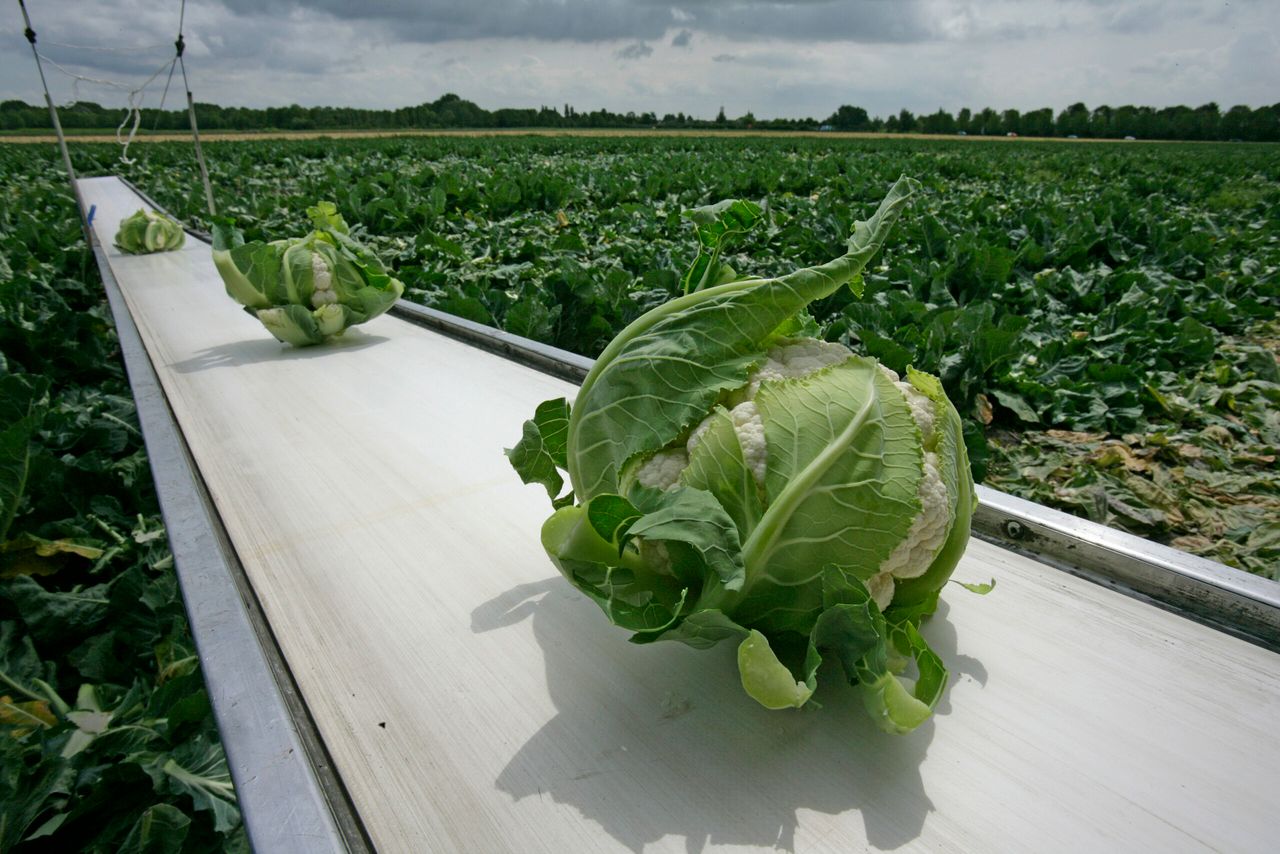 Foto: Jan Willem Schouten