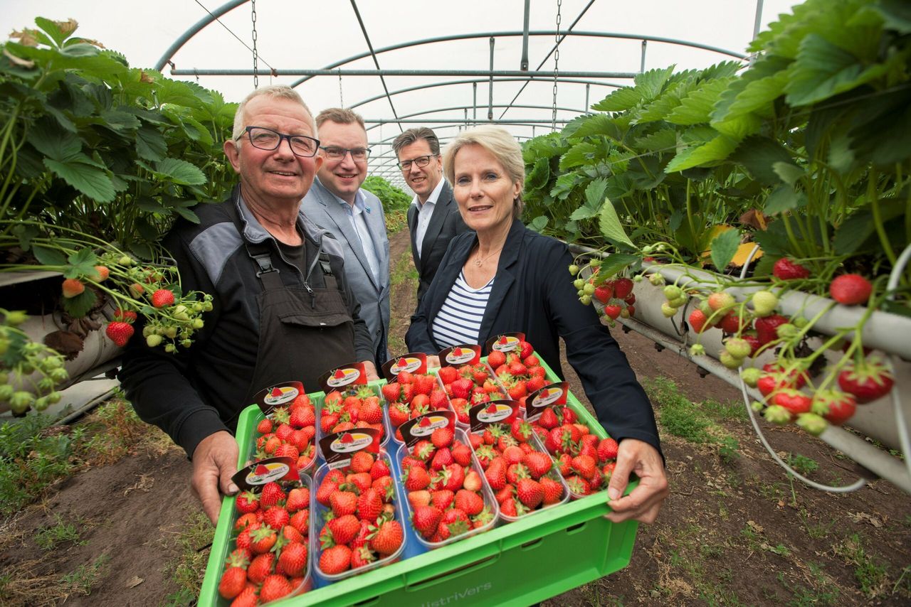 Boer Geert en zijn tunnelaardbeien voor verzorgingshuisdirecteur Annie IJken. Tweede van rechts Arend Jan Pothof. -foto: Hans Banus