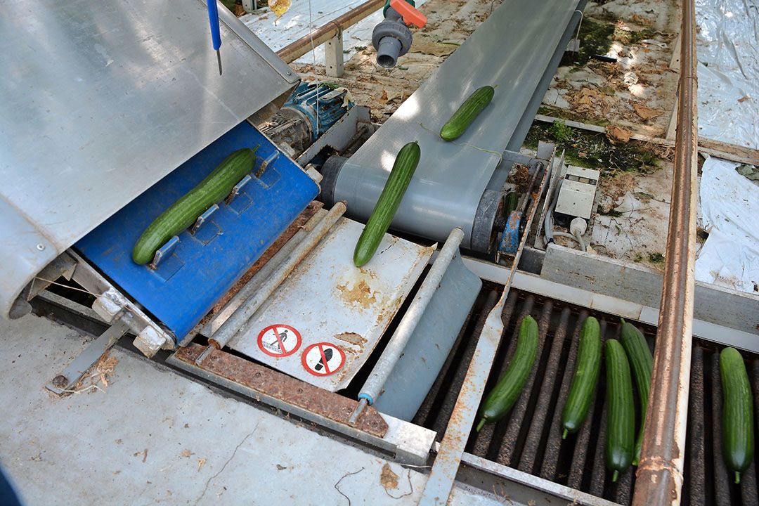 Komkommerprijzen onder druk op een afzetmarkt die door corona getekend wordt. - Foto: Peter Visser.