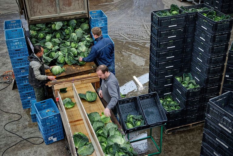 Een akkerbouwer verwerkt groene kool na de oogst. Ondernemers in de hele voedselketen zijn continu bezig met verantwoord produceren naar een toekomstbestendige agrofoodsector. - Foto: Lex Salverda