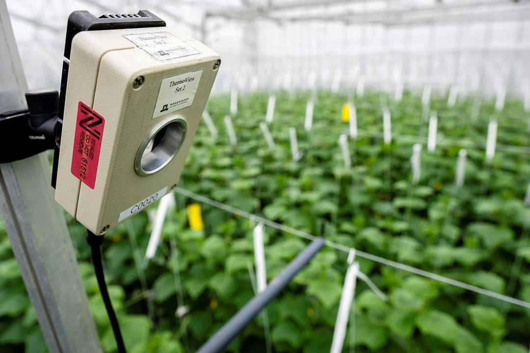 Komkommer is door zijn stuurbaarheid een goede teelt om uit te proberen in de Autonome Kas. - Foto: Fred Libochant