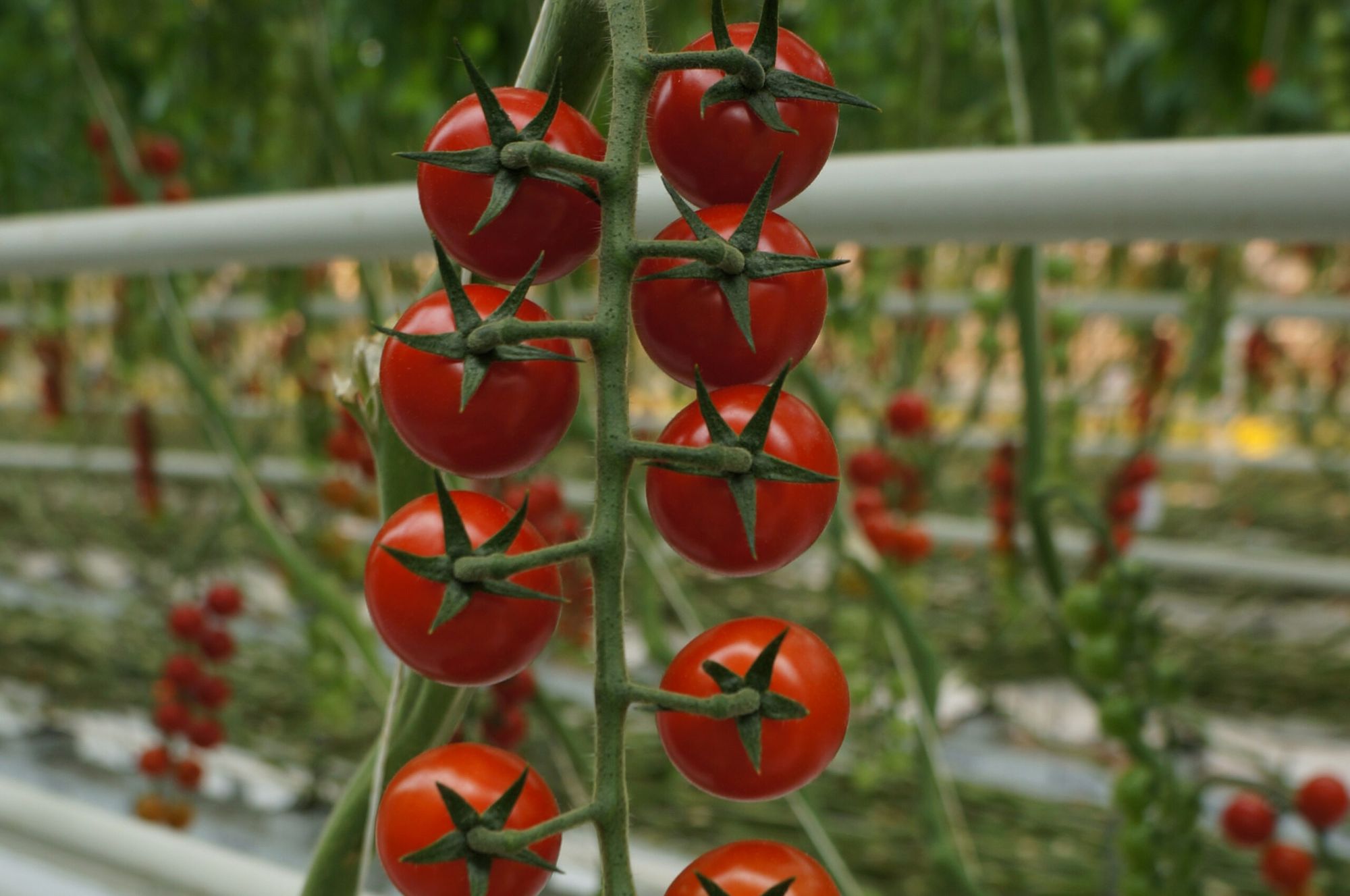 Tomatengewas heeft behoorlijk schraal gestaan