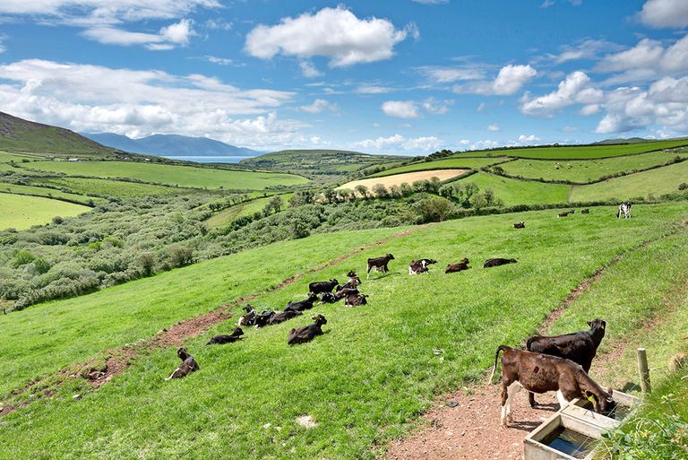 Het aantal koeien in Ierland (1,6 miljoen) moet volgens een voorstel de komende drie jaar jaarlijks 65.000 omlaag. Foto: Canva/Mark Heighes