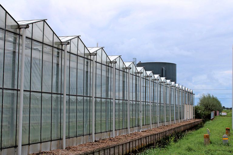 Glastuinbouw zou voor Brusselse staatssteunbrekening de status van energie-intensieve industrie moeten krijgen. - Foto: Ton van der Scheer