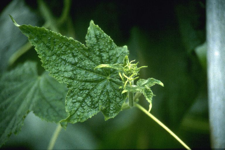 Komkommerbontvirus. - Foto: Groenten&Fruit