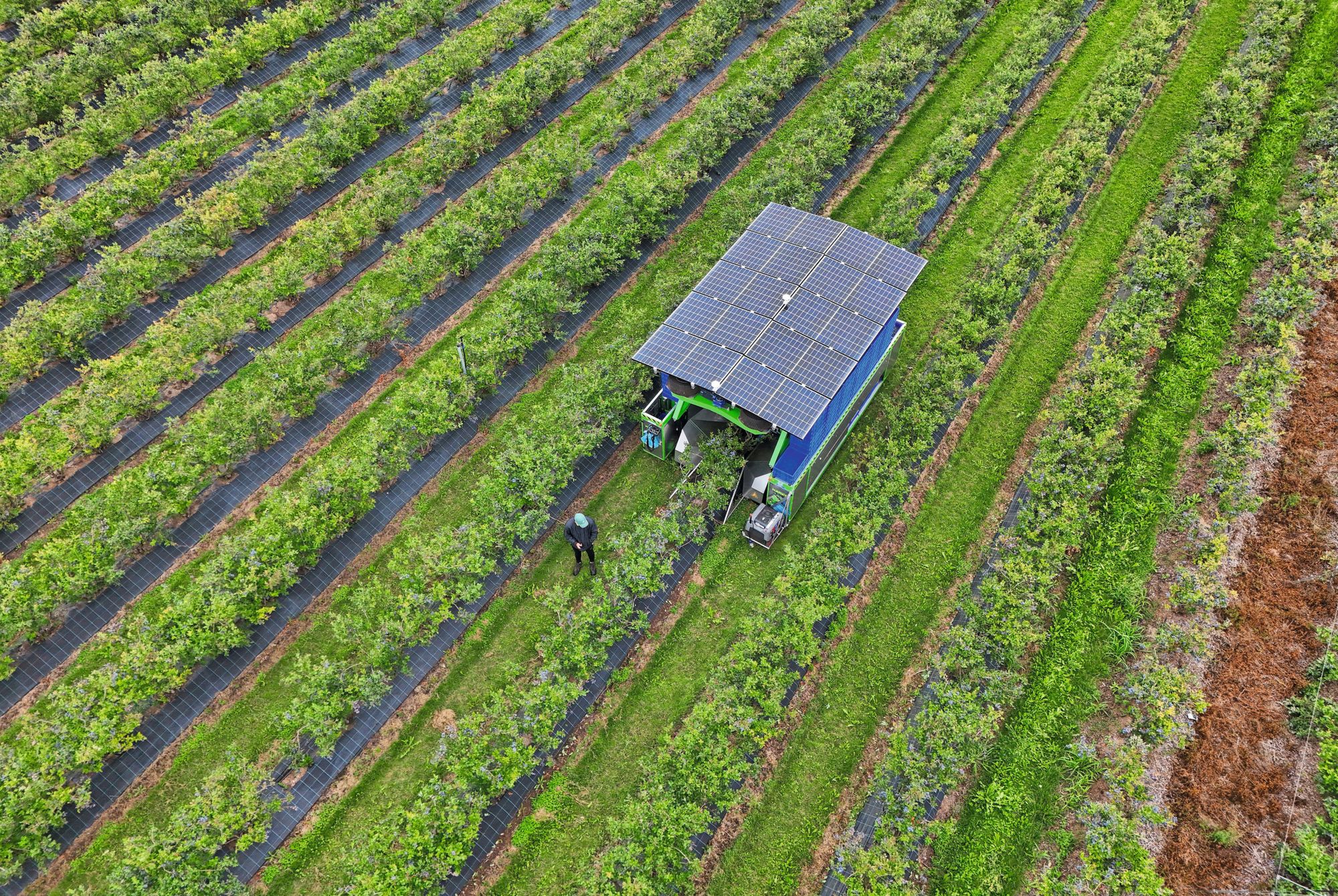 Driesen Blueberries is de eerste en grootste teler van Sekoya-bessen. Foto: Bert Jansen