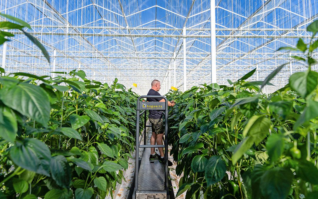 Hoogweg voorziet dit jaar geen tekorten aan productiepersoneel. - Foto's: Andrea van Schaik