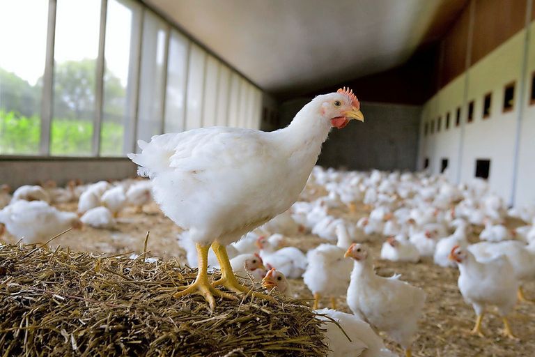 Albert Heijn stapt voor vers kippenvlees eerder dan gepland over op vlees met minimaal 1 ster van het Beter Leven-keurmerk. - Foto: Albert Heijn