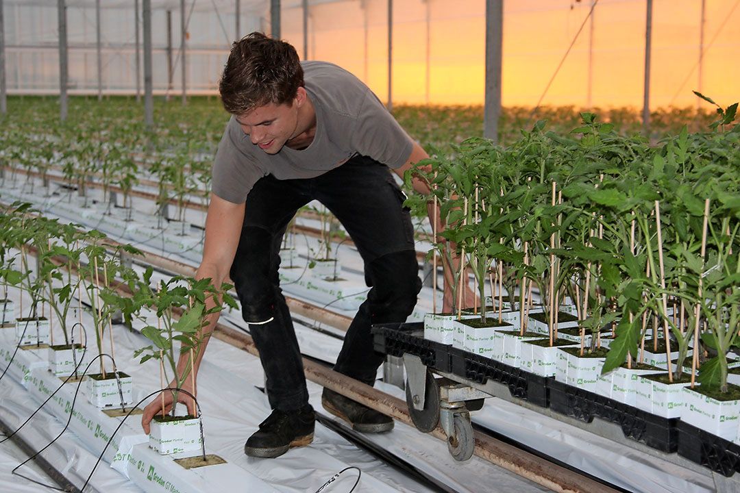 Rond week 1 zullen de planten op het plantgat gezet worden.