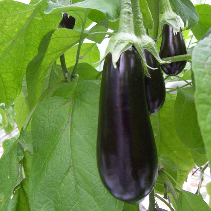 &apos;In maart zijn teveel auberginekoppen achtergebleven&apos;