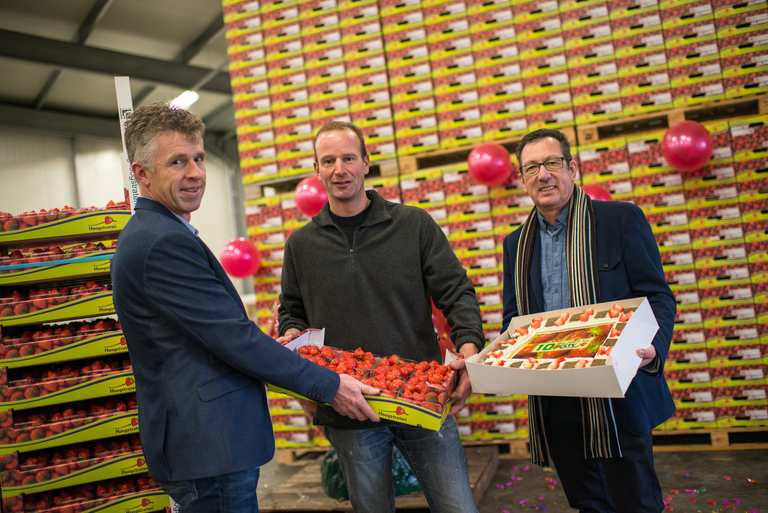 Veiling CLTV Zundert passeert grens van 10 miljoen kilo aardbeien