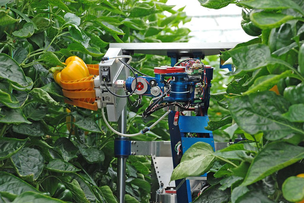Robotisering van plant tot en met verpakking is het terrein van Hortilogics. - foto: Peter Visser