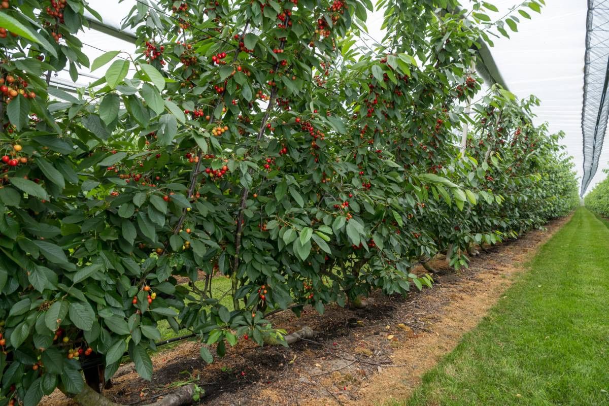 Met 560 hectare kersenteelt op 340 bedrijven is Nederland een kleine speler. – Foto: Frank Uijlenbroek