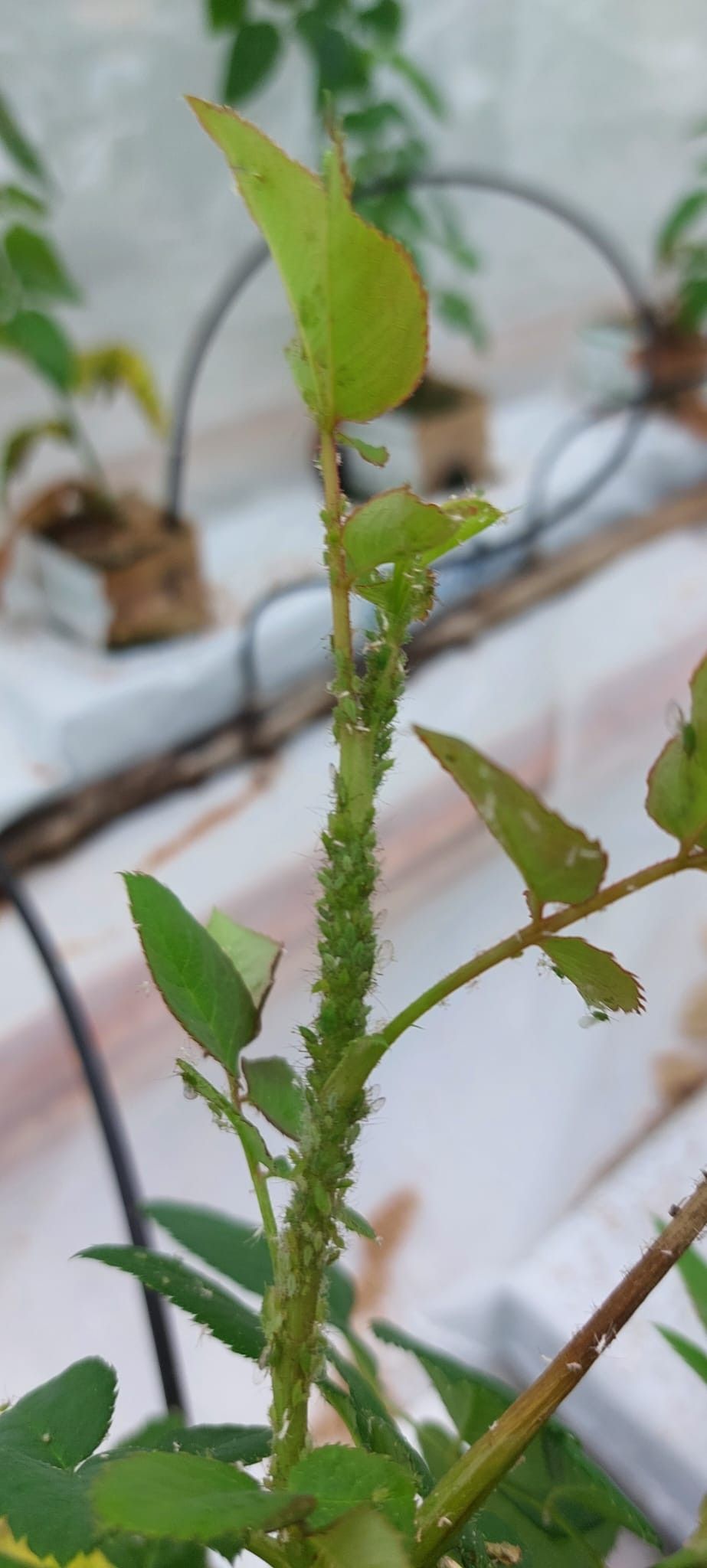 In gaastenten kweken telers zelf hun aardappeltopluis op. Foto: Quabio