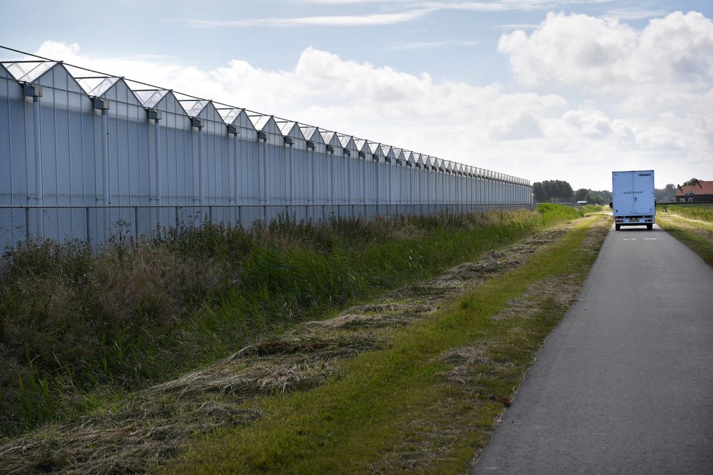 De locatie van de legale wiettelers wordt niet altijd bekendgemaakt. Deze week kwam wel een legale kwekerij in het nieuws in Hellevoetsluis. Foto: ANP/Marcel van den Bergh