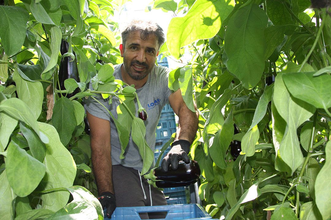 goede oogst aubergines