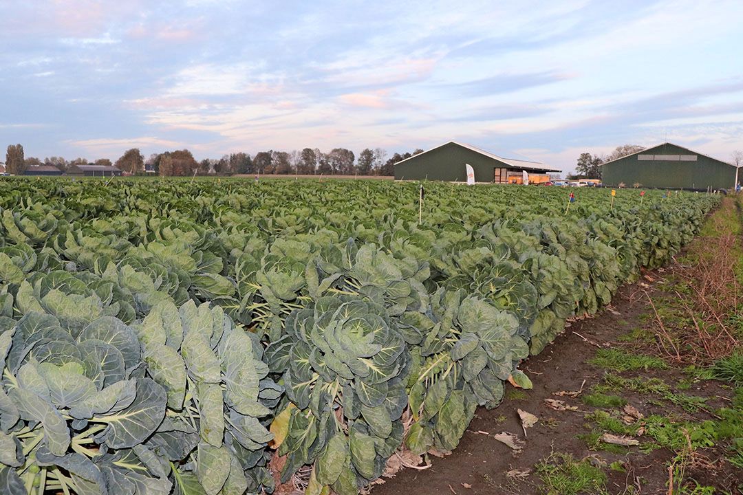 Syngenta en Bejo komen met nieuwe spruitkoolrassen