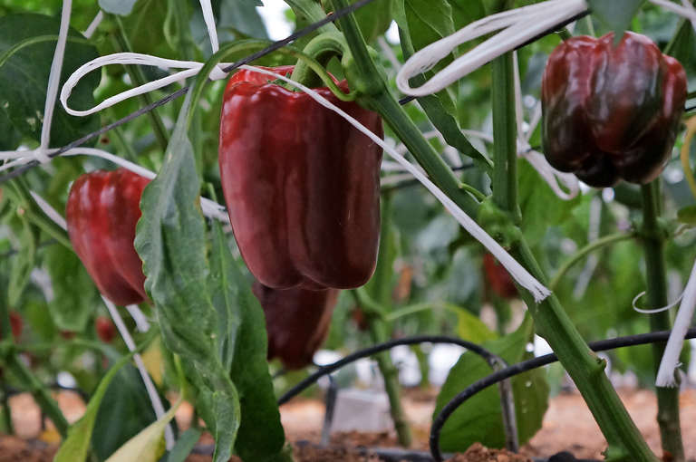 Voor aubergine en paprika is het over en uit