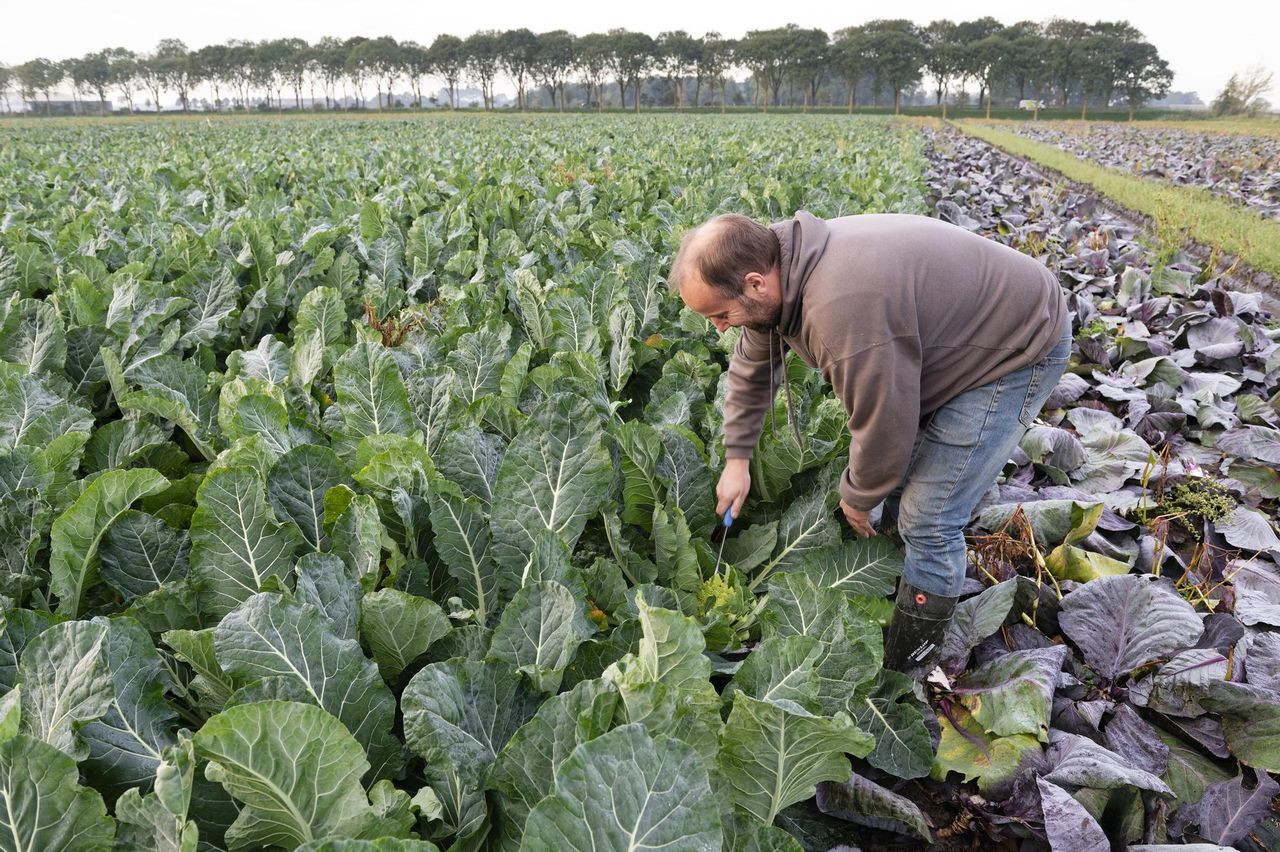 De Romanesco van Bakker heeft last gehad van de hitte. "Hierdoor is uitstel opgetreden van koolzetting." Foto: Lex Salverda