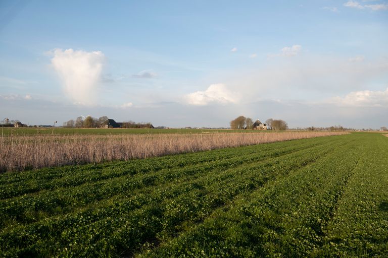 De provincie Friesland komt met een kleinschalige subsidieregeling om telers en boeren te helpen het gebruik van gewasbeschermingsmiddelen zelf af te bouwen. Foto: Mark Pasveer
