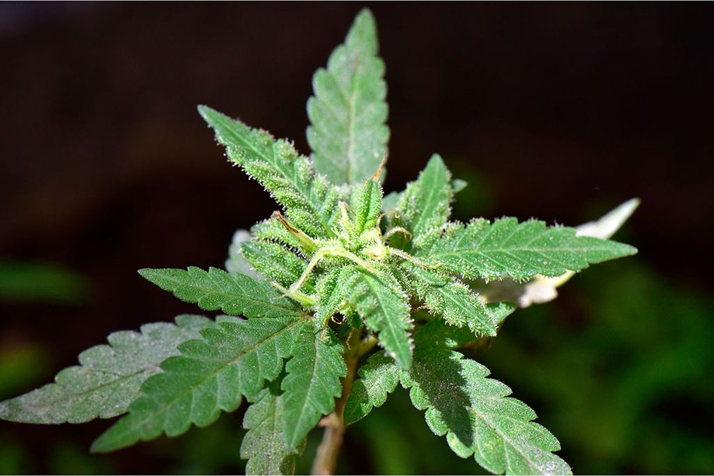 Tussen de tomaten groeide een vreemde plant die verdacht op de Cannabis sativa leek. Foto: Canva