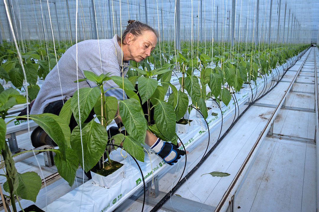 Bij de vroegste planting van paprika zet een medewerker de touwtjes vast. - Foto: Peter Roek