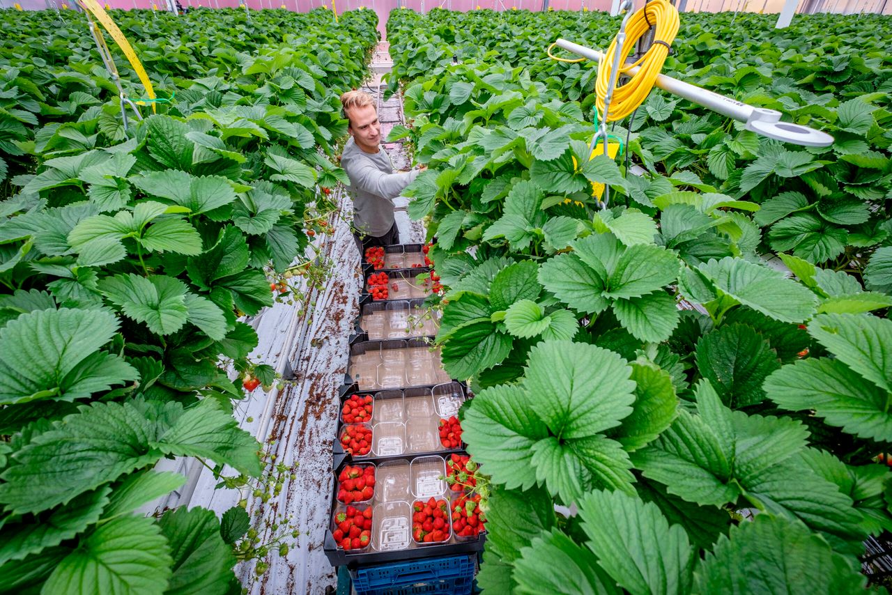 Foto: Roel Dijkstra