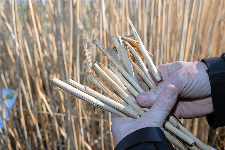 De toepassing van biobased vezelgewassen is klaar om op grote schaal te telen en toe te passen. Foto: Peter Roek